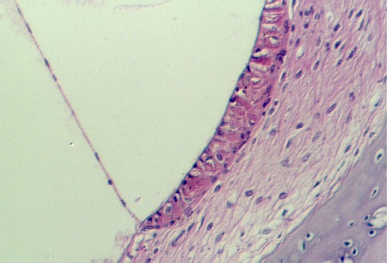 corti10.jpg (56106 bytes)