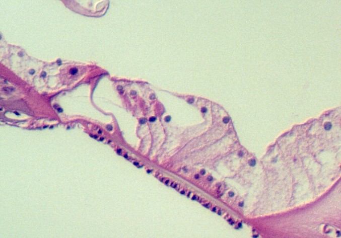 corti9.jpg (78556 bytes)