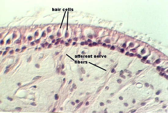 crista3.jpg (69271 bytes)