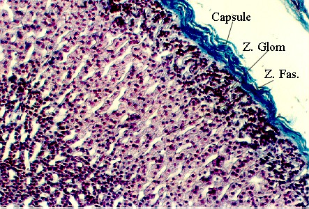 adrenal1.jpg (107354 bytes)
