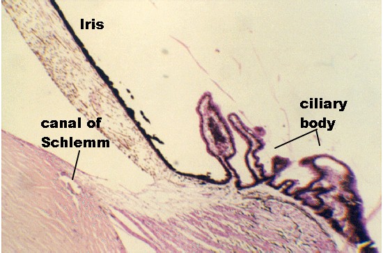 ciliary1.jpg (65800 bytes)