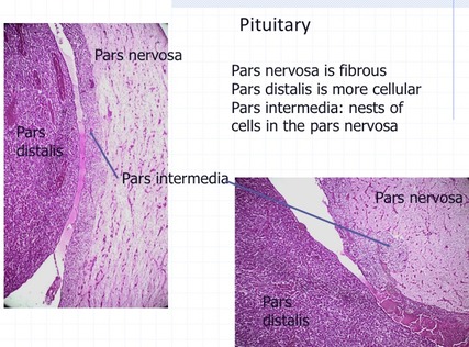 anterior pituitary histology labeled