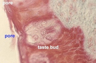 tastebud2.jpg (61655 bytes)
