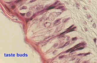 tastebud3.jpg (62958 bytes)