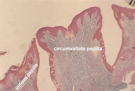 tongue1.jpg (110471 bytes)