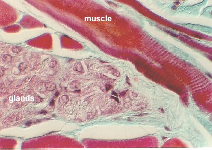 tongue5.jpg (123538 bytes)