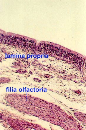 Olfactory1.jpg (65635 bytes)